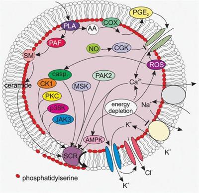 Ion Transport in Eryptosis, the Suicidal Death of Erythrocytes